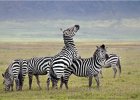Zebra Play, Ngorogo by Richard Hall LRPS CPAGB